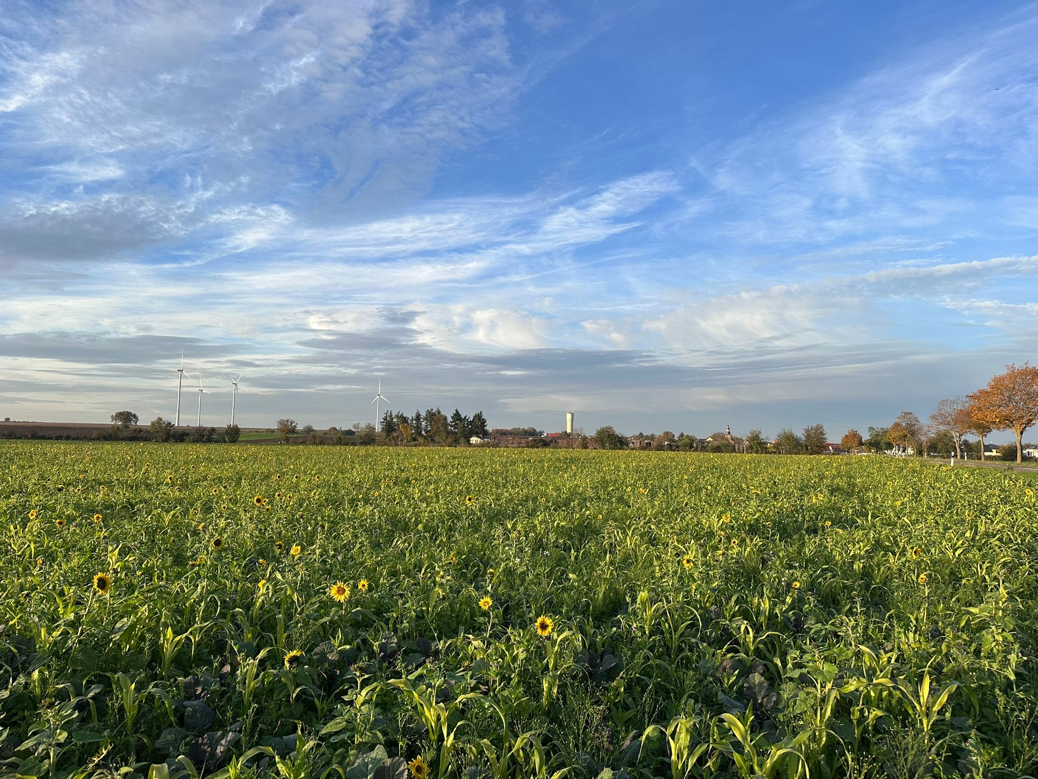Sonnenblumenfeld Großniedesheim