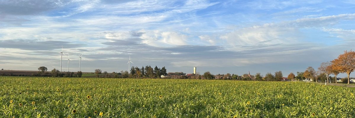Sonnenblumenfeld Großniedesheim